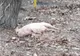Cadavrul unui purcel, abandonat la o rampă de gunoi din municipiul Buzău