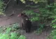 Au împușcat ursul !