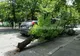 Mașină avariată de o creangă căzută, pe Bulevard