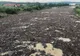 Video Înfiorător ! Rîul Buzău, sugrumat de peturi