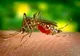 Deznodământ dramatic în cazul unei femei bănuită că a contractat virusul West Nile