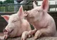 Noi focare de pestă porcină africană, confirmate în județul Buzău