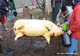 ȘOCANT: DE CRĂCIUN, PORCII POT FI TĂIAȚI NUMAI CU MEDICUL VETERINAR DE FAȚĂ! (video)