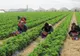 Cele mai multe angajări, tot în agricultură