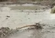 Podul de tuburi luat de apele râului Bălăneasa