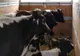 Polițiștii buzoieni în acțiune comună cu reprezentanții DSVSA Buzău, pentru verificarea legalității transporturilor de animale