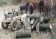 Bănuiți de tăierea fără drept a unor arbori