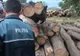 Nereguli silvice sancţionate de către poliţişti 