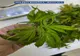 FOTO VIDEO În arest pentru cultivare de canabis