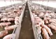 APIA anunță că a demarat procesul de autorizare la plată pentru Măsura 14 – Plăţi privind bunăstarea animalelor