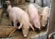 Evoluția Pestei Porcine Africane în județul Buzău
