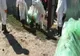 Pesta porcină africană a ajuns și la crescătoria de la Glodeanu Siliștea