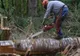 Dosar penal pentru tăiere ilegală de arbori 