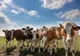 A reclamat că i-au dispărut 11 bovine. Polițiștii le-au găsit la 4 km distanță