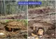 56 de arbori tăiați ilegal în zona împădurită din localitatea Balta Tocila