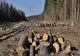 Ar fi tăiat fără drept 65 de arbori din speciile anin, pin și mesteacăn