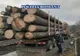 Sancţiuni de 35.000 de lei şi material lemnos estimat la 25.000 de lei confiscat de poliţiştii Biroului pentru Protecția Fondului Forestier și Piscicol de la Buzău