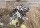 Primăriile Podgoria și Costești amendate de Garda de Mediu Buzău