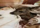 Video: Misiune de salvare a unei căprioare