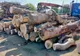 Control la o societe comercială cu obiect de activitate depozitarea şi comercializarea materialelor lemnoase
