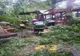 Video: Furtuna a făcut rafagii în Buzău. Copac doborât de vânt la o terasă din Parcul Crâng