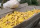 Bănuit că a furat porumb de pe un teren agricol din Zărnești, depistat de polițiști