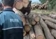 Depistați de polițiști în timp ce sustrăgeau material lemnos