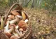 PELERINI ROMÂNI, INTERNAŢI ÎN SPITAL CU TOXIINFECŢIE DUPĂ CE AU MÂNCAT CIUPERCI CULESE DIN PĂDURE PE MUNTELE ATHOS