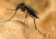 INSP: Un singur caz de infecție cu virusul West Nile, confirmat în județul Buzău în 2026