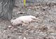 Cadavrul unui purcel, abandonat la o rampă de gunoi din municipiul Buzău