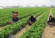 Cele mai multe angajări, tot în agricultură