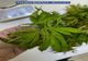 FOTO VIDEO În arest pentru cultivare de canabis