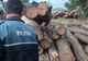 Lemn de fag confiscat de polițiști