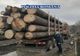 Sancţiuni de 35.000 de lei şi material lemnos estimat la 25.000 de lei confiscat de poliţiştii Biroului pentru Protecția Fondului Forestier și Piscicol de la Buzău