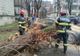 Copac căzut peste trei mașini în cartierul MICRO IV din municipiul Buzău